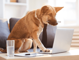 Día Nacional del Perro con consejos de comercio electrónico