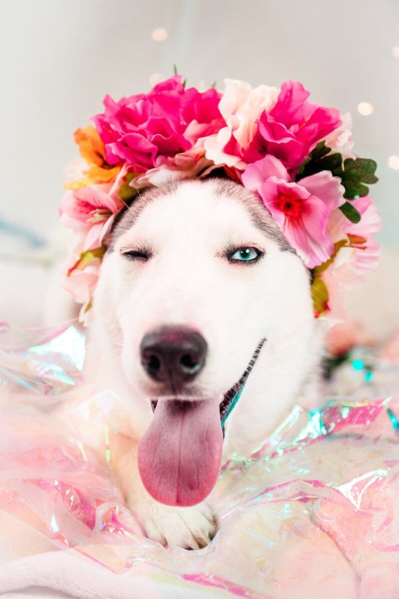 dog-wearing-colorful-flower-crown-800.jpg