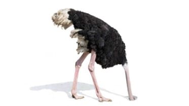 ostrich-hiding-ignoring-ss-1920-800x450.jpg